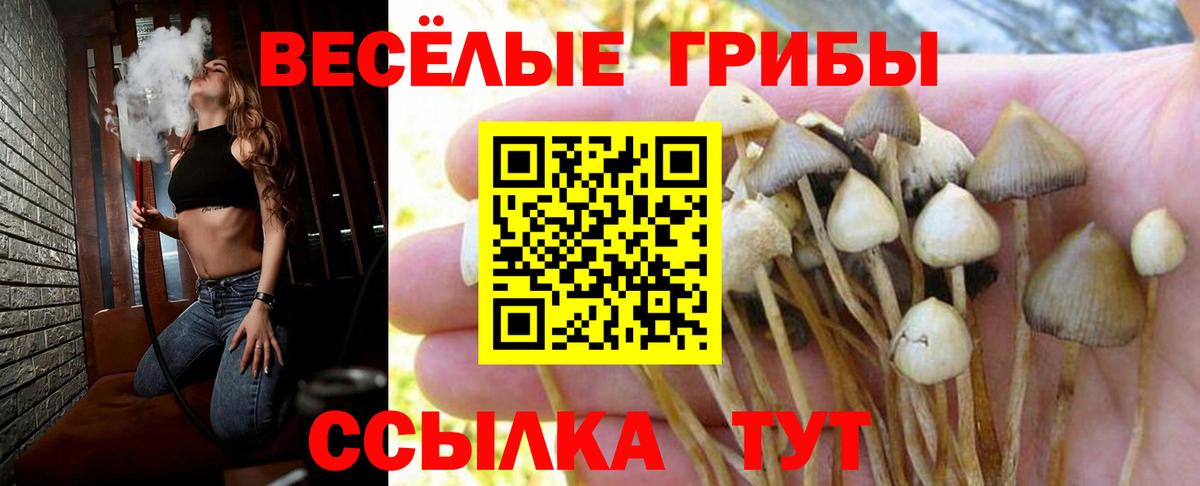 Галлюциногенные грибы прущие грибы  Вход с VPN  Шебекино  Псилоцибиновые грибы Cubensis 